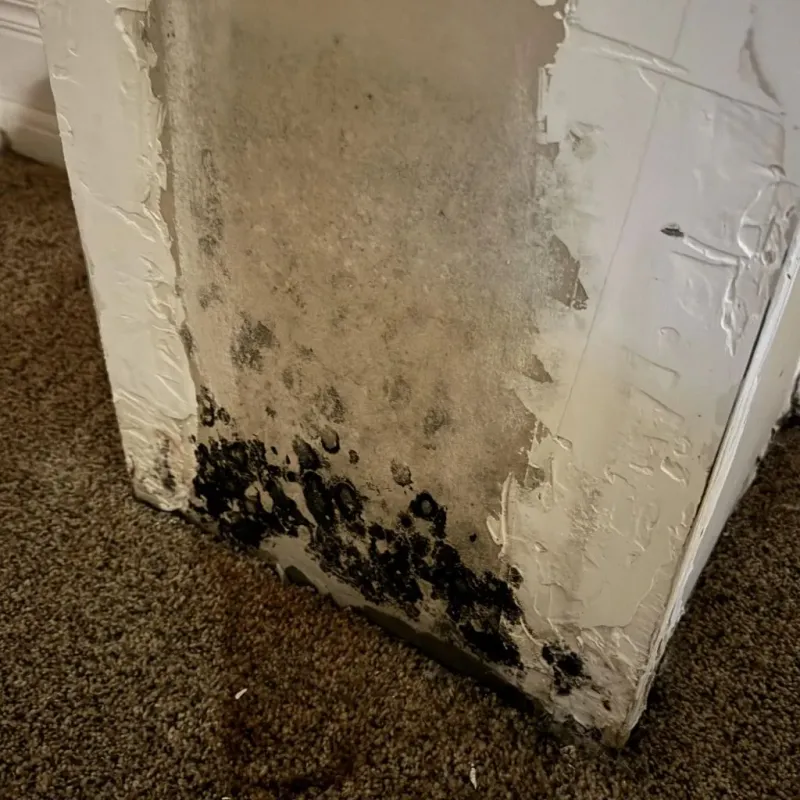 Professional Mold Removal in Cedar Lake, IN